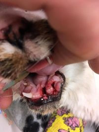 Repair of broken Jaw allows Simba to eat again